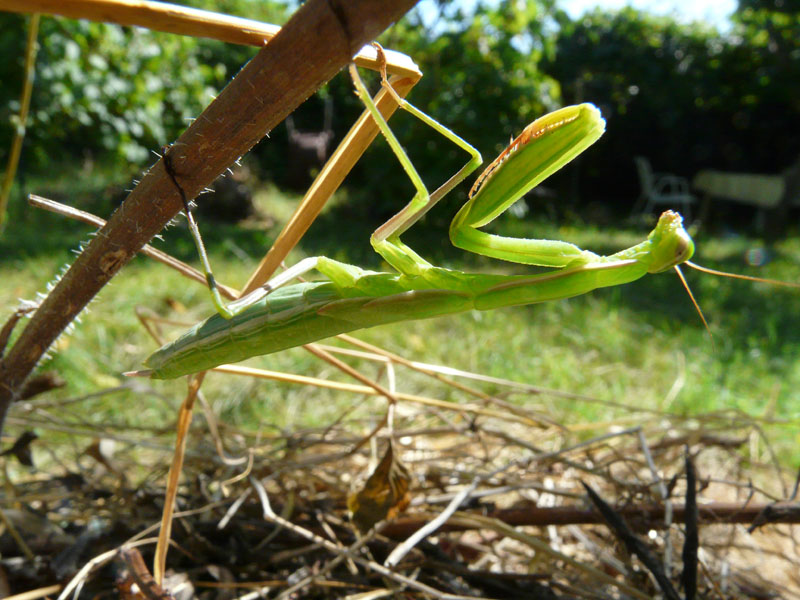Mantide da identificare 2